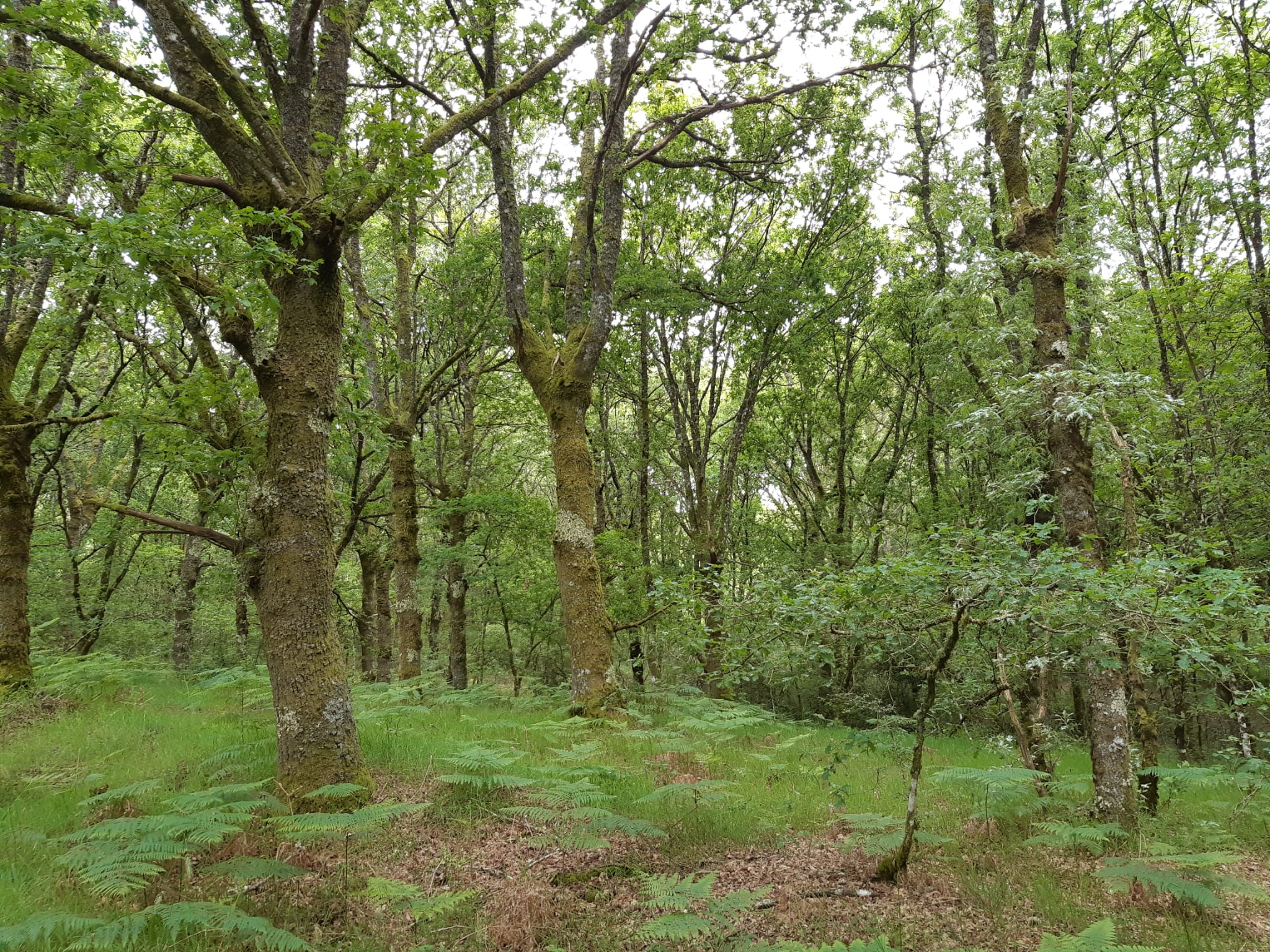 Parque Central de Galicia en Antas de Ulla