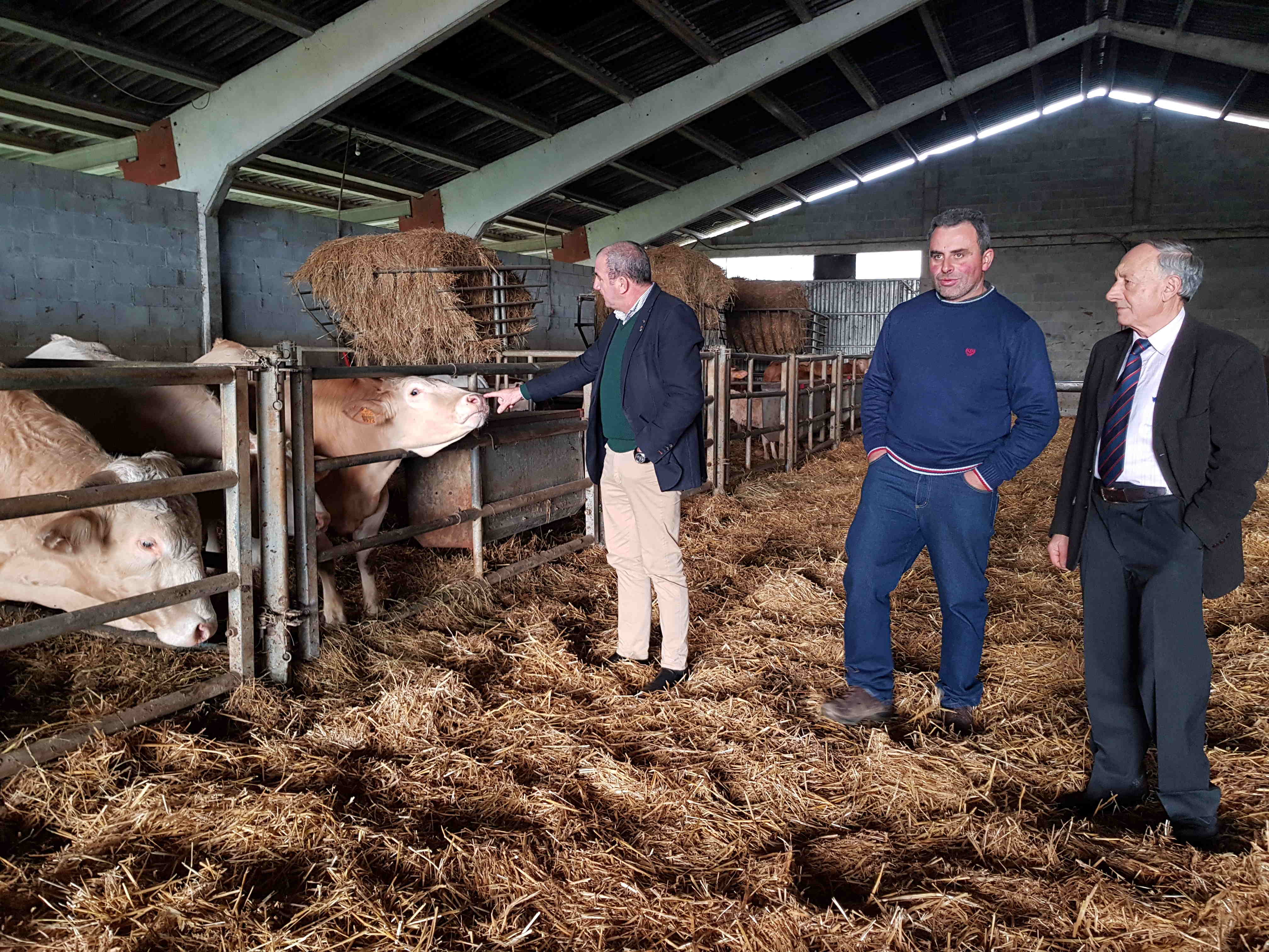 A Deputación destina 380.000 euros á recría, mellora xenética e venda de Rubia Galega IMG002 A Deputación destina 380.000 euros á recría, mellora xenética e venda de Rubia Galega