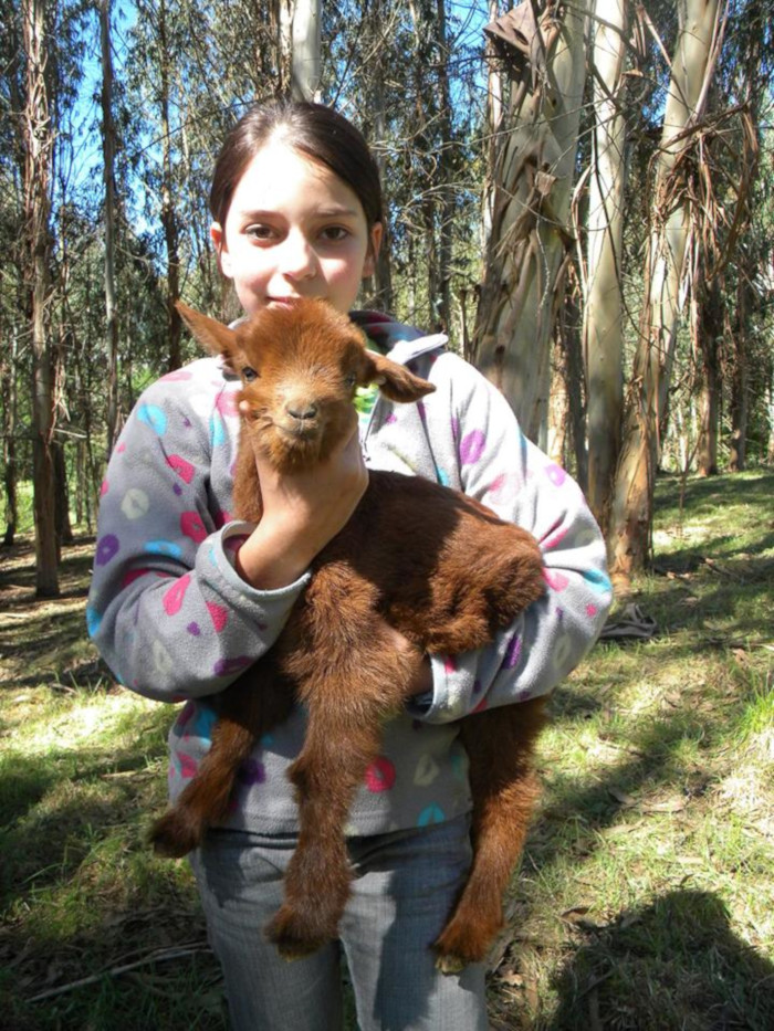 Foto Cabra Galega - Granxa Teixeiro e Pistón (Becerreá)