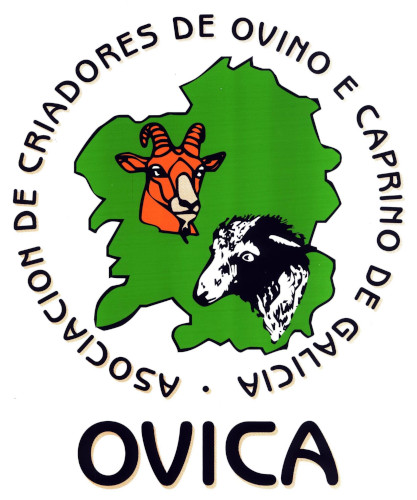 Ovica