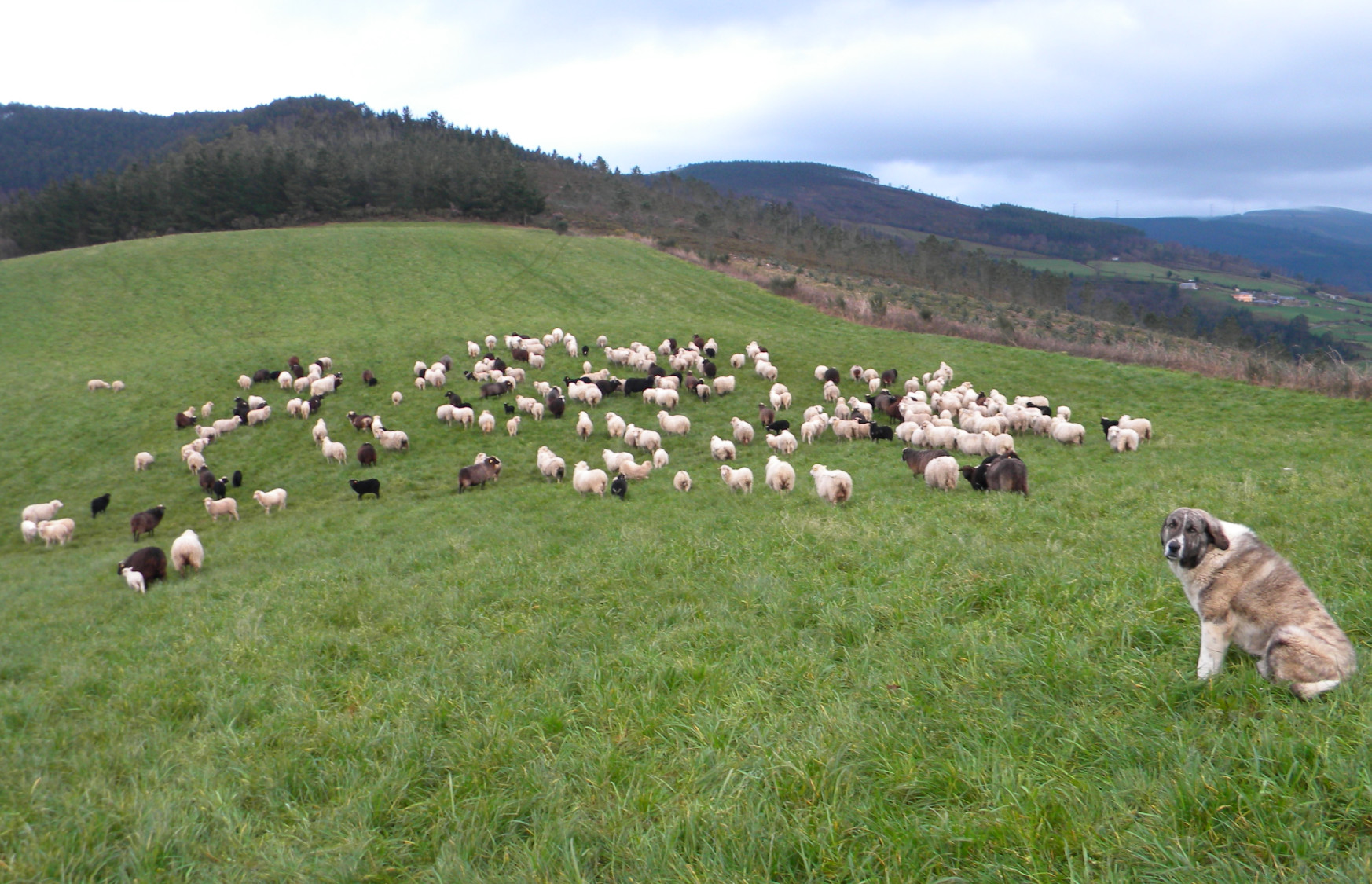 Foto Pastores de Galicia - Gandería Ana Y Alejandro SC Pastoreo (A Pontenova)