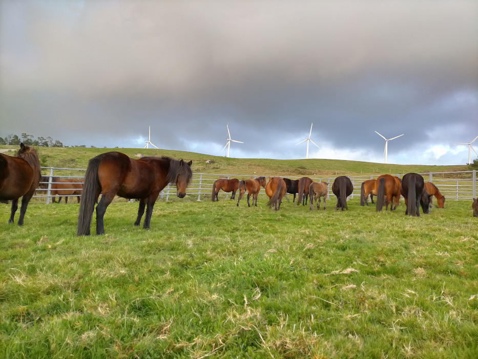 Cabalos de Pura raza galega. Imaxe cedida pola Asociación