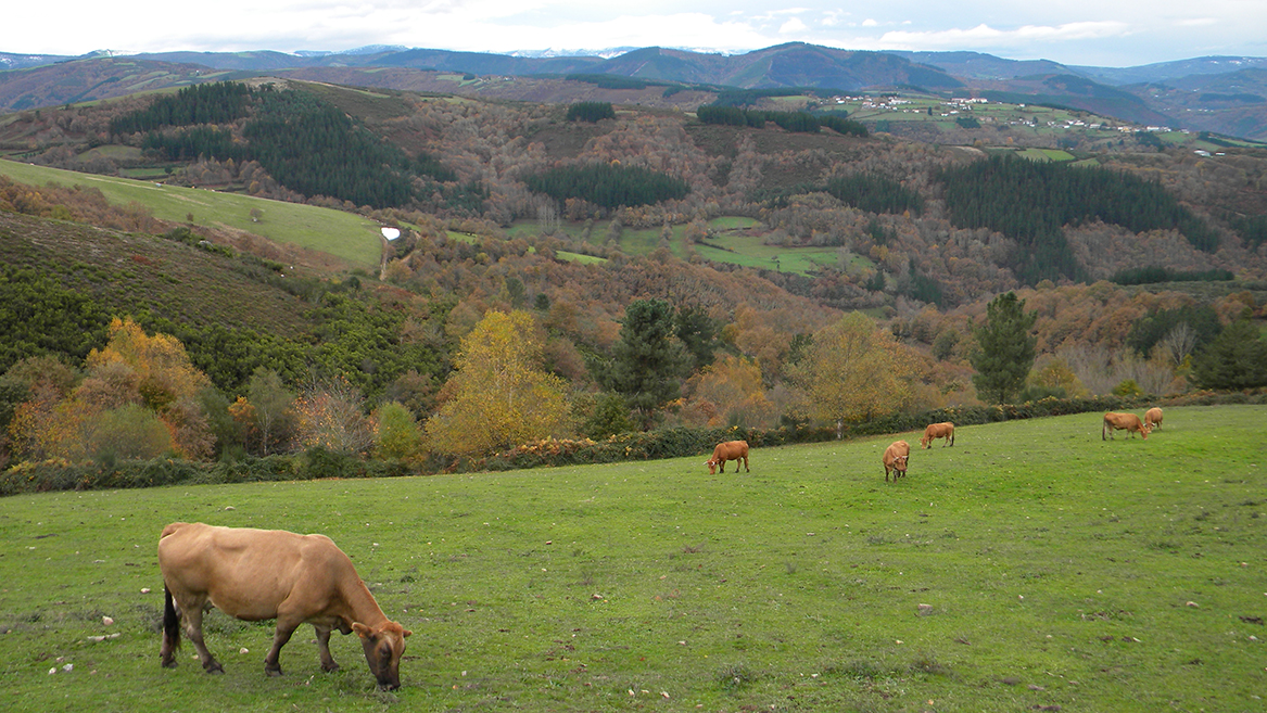 Rubia Galega en Cervantes