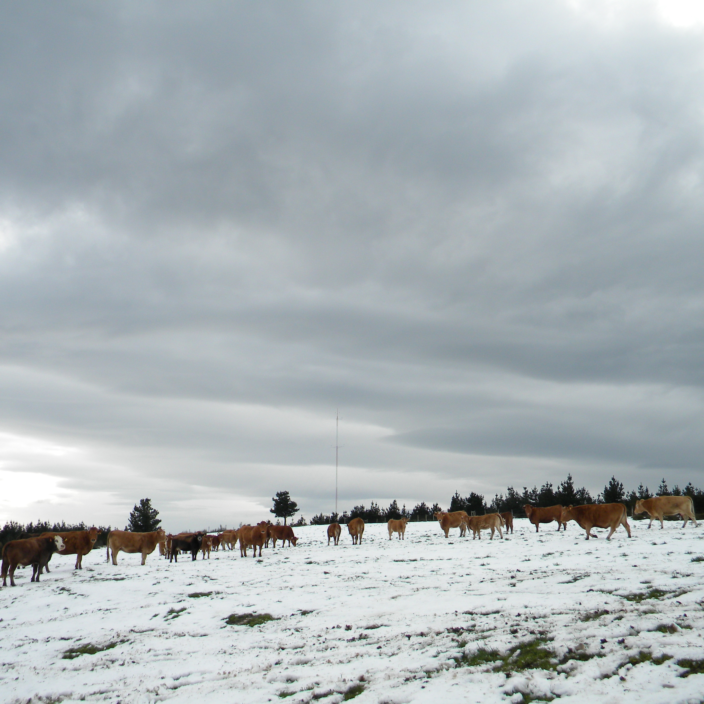 vacún de carne na neve