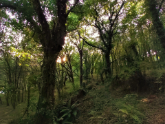 "CAMIÑO VELLO DA FRAGA" - Concepción Pinto Seabra