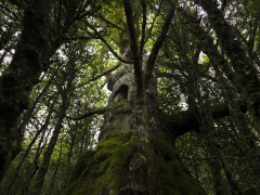 2º Premio "MONUMENTO NATURAL"- Carmen Uzquiano Sánchez